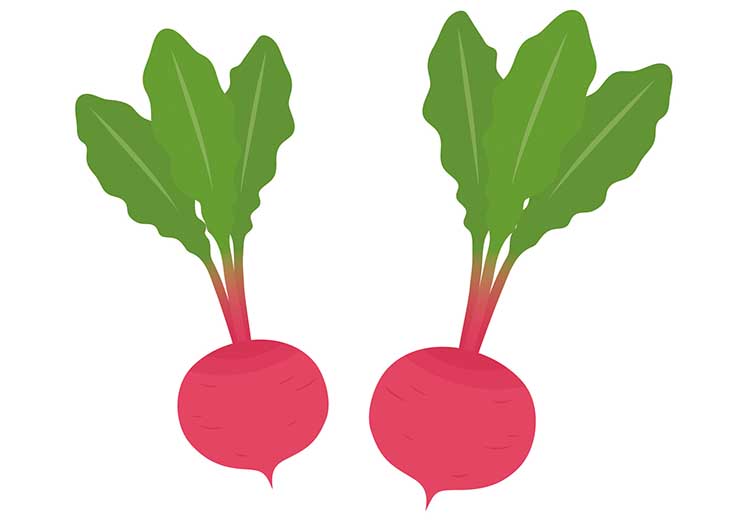 「かぶ（蕪）」の知っておきたい！栄養と調理・保存のコツ【食育コラム】