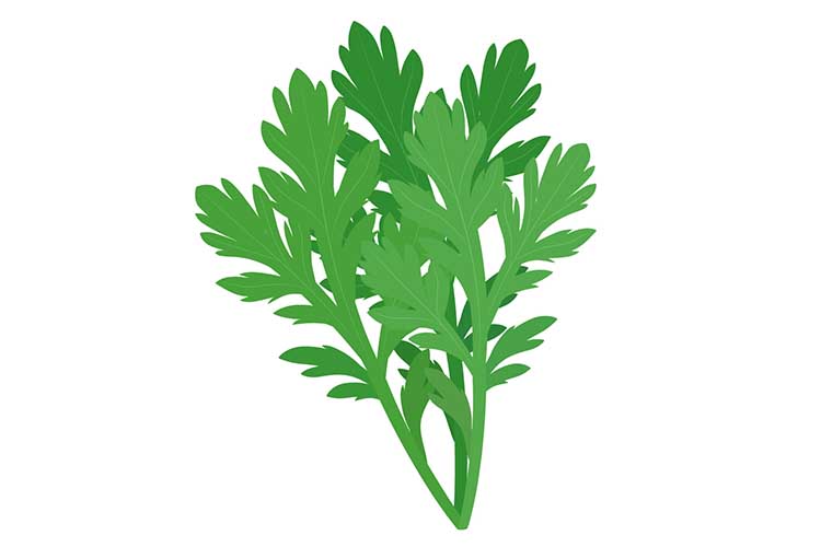 「しゅんぎく(春菊)」の知っておきたい!栄養と調理・保存のコツ【食育コラム】