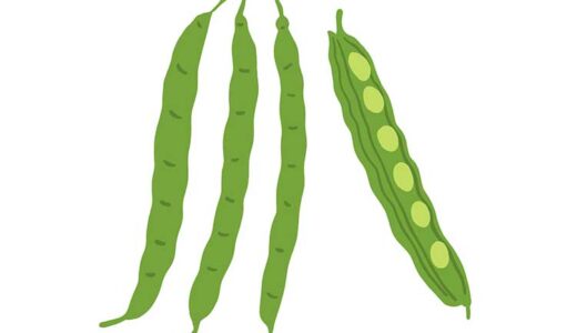 「さやいんげん」の知っておきたい！栄養と調理・保存のコツ 【食育コラム】