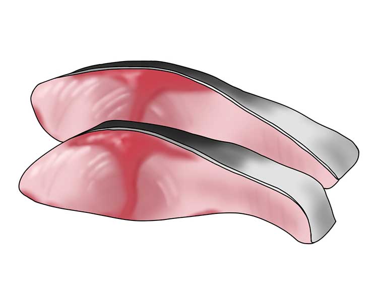 ブリの切り身｜「ブリ（鰤）」の知っておきたい！栄養と調理・保存のコツ【食育コラム】