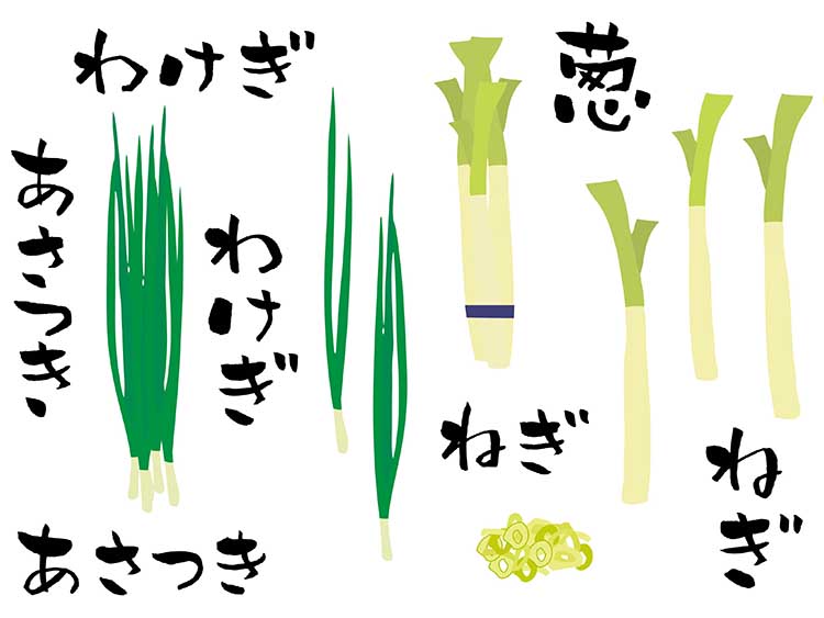 ねぎの種類｜「長ねぎ」の知っておきたい！栄養と調理・保存のコツ【食育コラム】