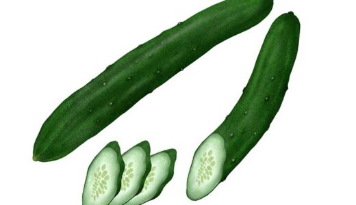「きゅうり（胡瓜）」の栄養と調理・保存のコツ【食育コラム】