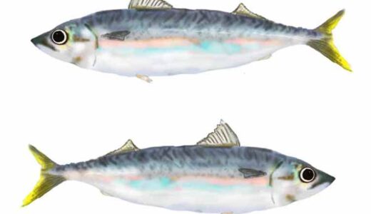 「サバ（鯖）」のこどもに話したい！栄養と調理・保存のコツ【食育コラム】