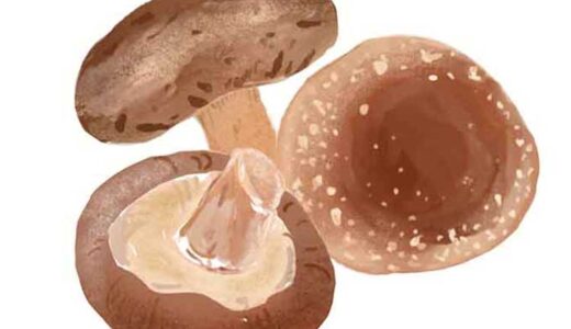 「しいたけ（椎茸）」のこどもに話したい！栄養と調理・保存のコツ【食育コラム】