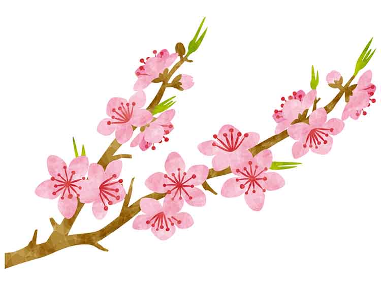 桃の花｜「ひな祭り」で子どもの成長を祝おう！行事の由来と行事食の意味【季節の行事コラム】