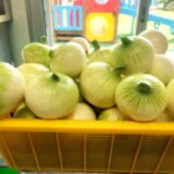 【旬を味わう給食】園で収穫！「新玉ねぎとベーコンのソテー」