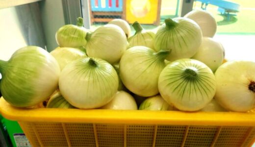 【旬を味わう給食】園で収穫！「新玉ねぎとベーコンのソテー」