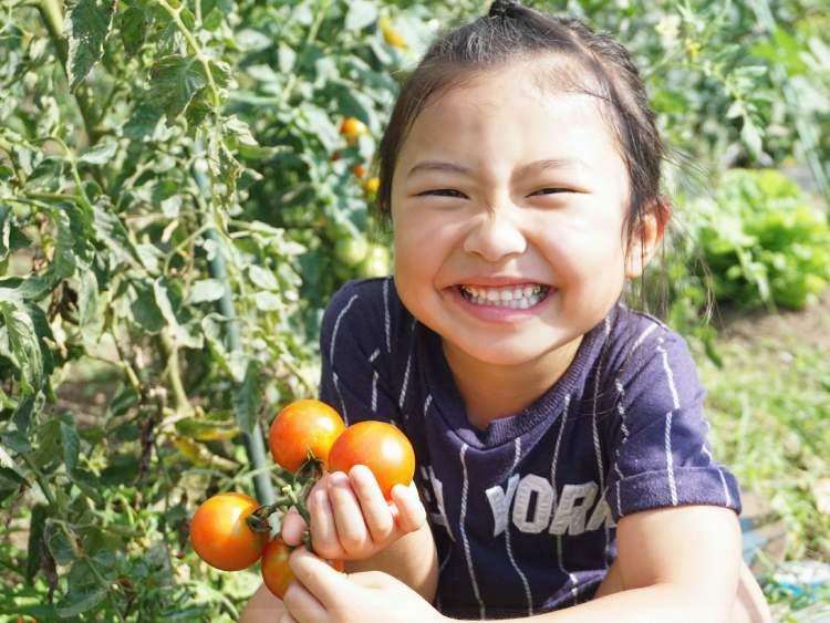 野菜が元気になる季節があるんだよ!「春夏秋冬・季節の野菜」と「旬(しゅん)ってなんだ?」食べるだけじゃない!こどもに話して聞かせたい野菜が身近になるお話 【お家で食育コラム vol.11】