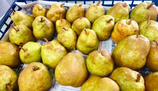 園で収穫した“ラ・フランス”が子どもたちのおやつに登場しました　