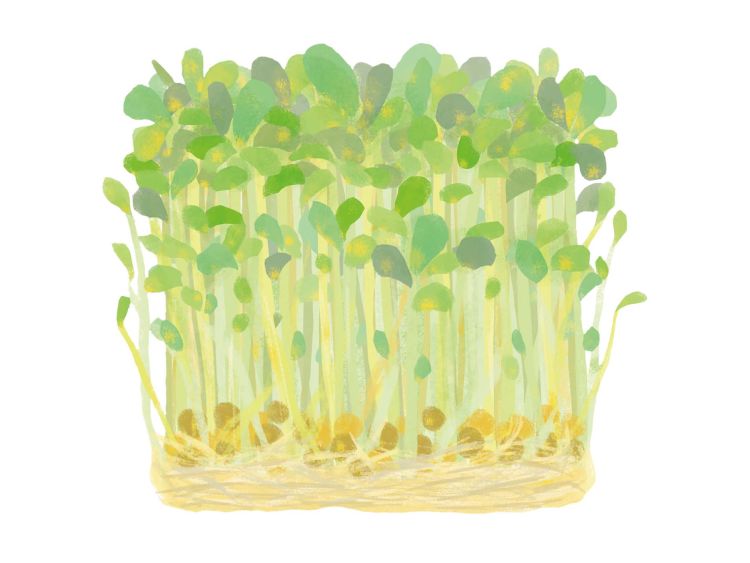 豆苗(とうみょう)|「えんどう豆」の こどもに話したい!栄養と調理・保存のコツ【食育コラム】