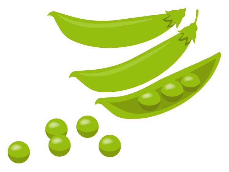 スナップエンドウ|「えんどう豆」の こどもに話したい!栄養と調理・保存のコツ【食育コラム】