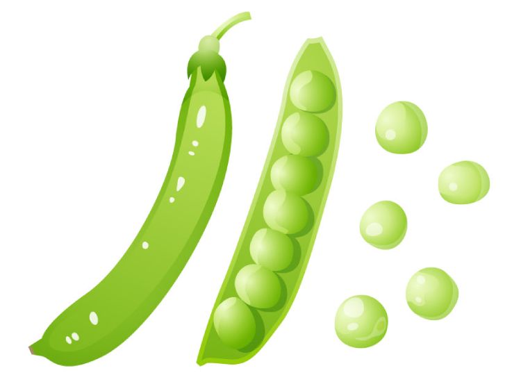 グリーンピース|「えんどう豆」の こどもに話したい!栄養と調理・保存のコツ【食育コラム】