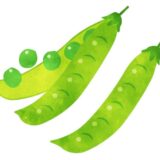 「えんどう豆」の こどもに話したい！栄養と調理・保存のコツ【食育コラム】