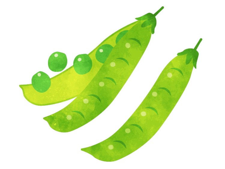 「えんどう豆」の こどもに話したい!栄養と調理・保存のコツ【食育コラム】