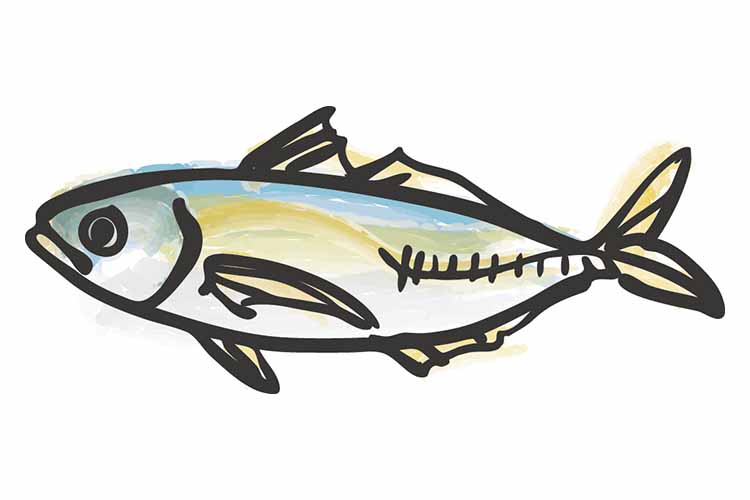 「あじ（鯵）」 の知っておきたい！栄養と調理・保存のコツ 【食育コラム】