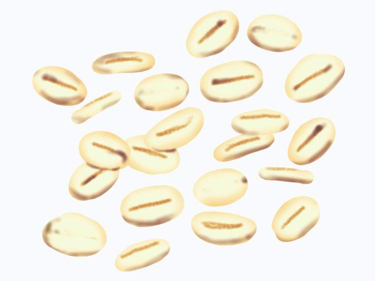 「大麦（おおむぎ）」の こどもに話したい！栄養と調理・保存のコツ【食育コラム】