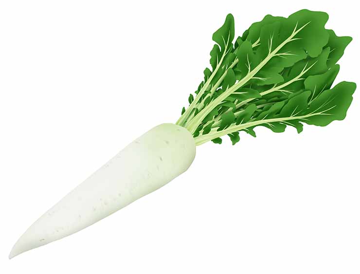 「だいこん（大根）」の知っておきたい！栄養と調理・保存のコツ【食育コラム】