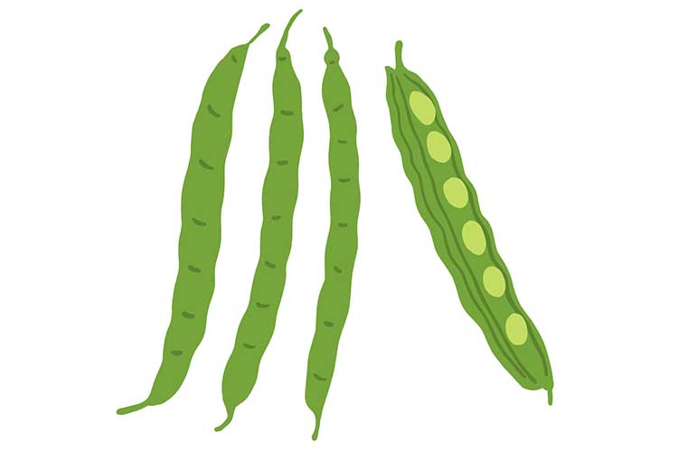 「さやいんげん」の知っておきたい！栄養と調理・保存のコツ 【食育コラム】
