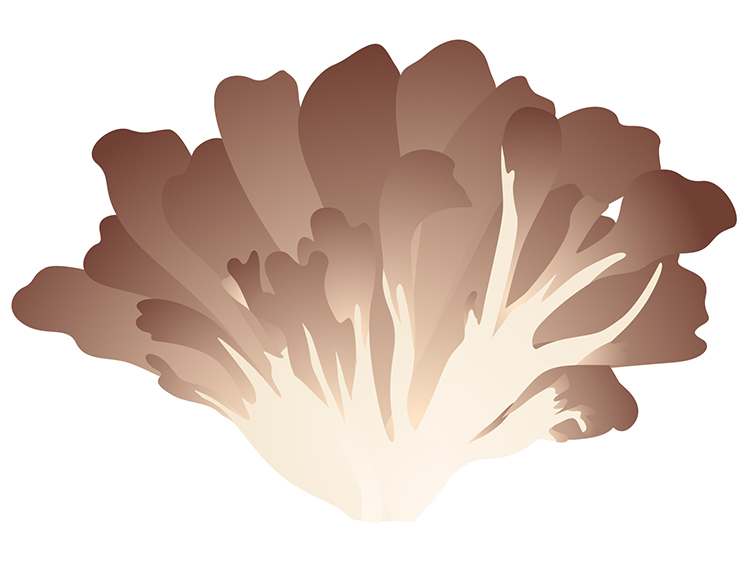 「まいたけ（舞茸）」の知っておきたい！栄養と調理・保存のコツ【食育コラム】