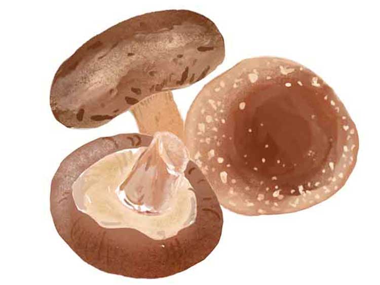 「しいたけ（椎茸）」の知っておきたい！栄養と調理・保存のコツ【食育コラム】