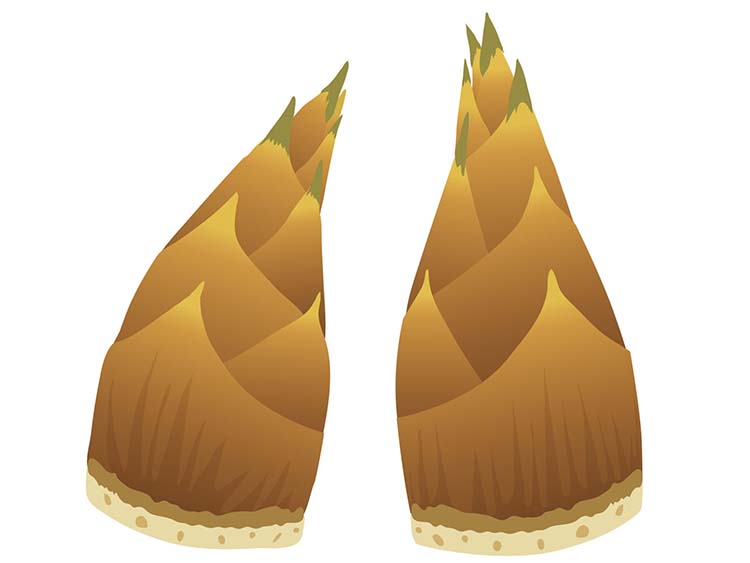 「たけのこ（筍）」の知っておきたい！栄養と調理・保存のコツ【食育コラム】