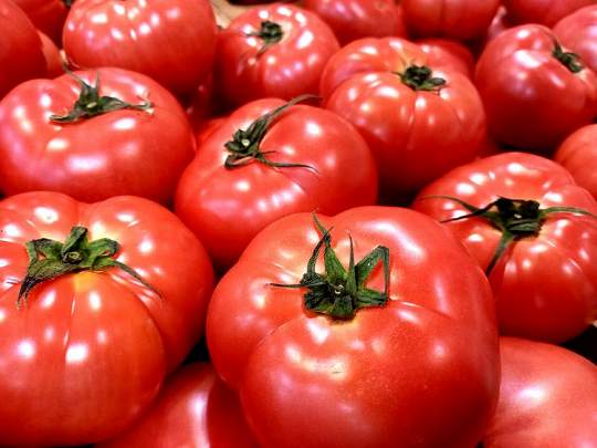 トマト|野菜って、「仲間分け」できるって知ってる? 〜食べる前に、まずは“話して楽しむ”野菜のおはなし(野菜の区分について)〜【お家で食育コラム vol.12】