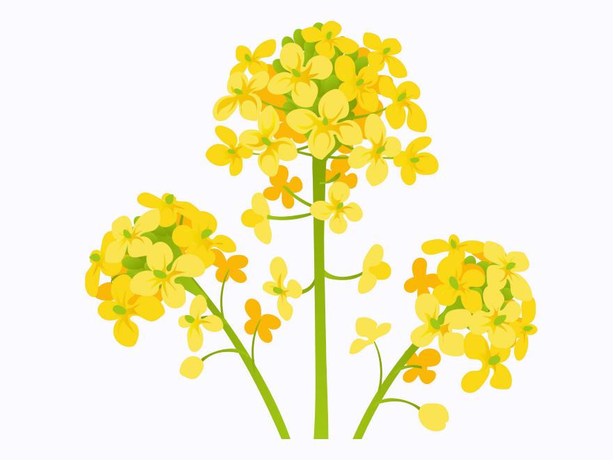 「なのはな（菜の花）」の こどもに話したい！栄養と調理・保存のコツ【食育コラム】