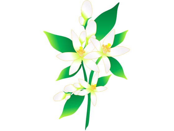 みかんの花