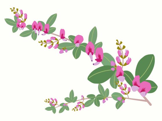 萩の花