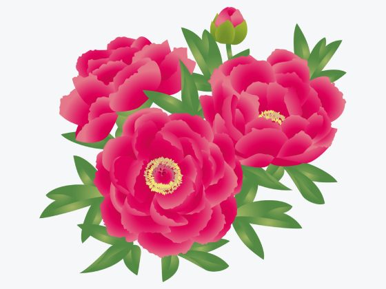 牡丹の花