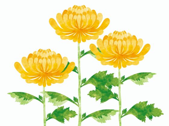 菊の花