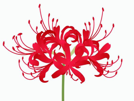 彼岸花
