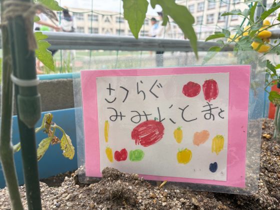 クラスごとに野菜を育てる活動2