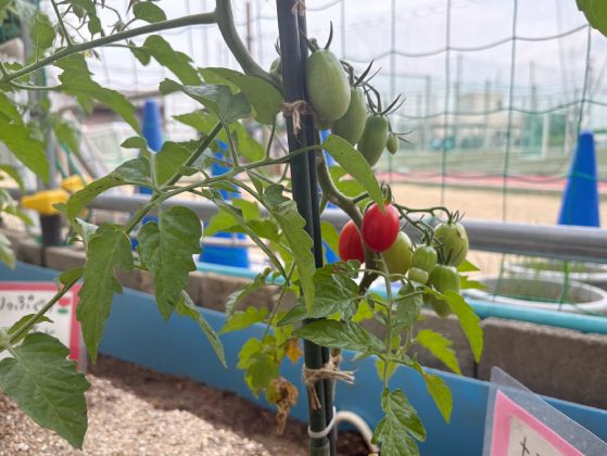 クラスごとに野菜を育てる活動1