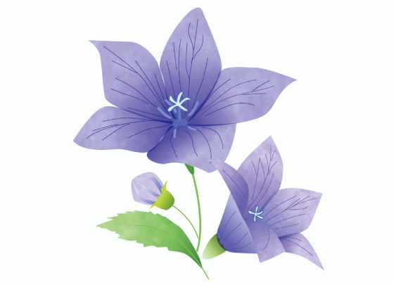 桔梗(ききょう)
